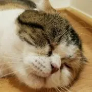 ヨツの画像