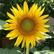 fafa⭐️の画像