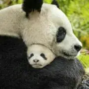 panda太郎の画像