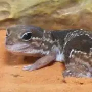 モンモ
