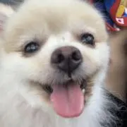 ばちの画像