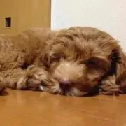 ドラミちゃん
