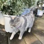 matsuriの画像