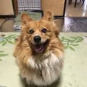 ショコラの画像