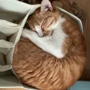 あおい