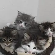 taraの画像