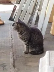 オサイの画像