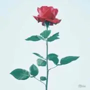 まこ