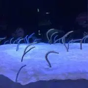 nananana.