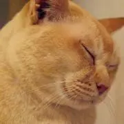 solaの画像