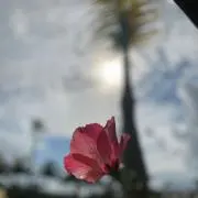 azzurroの画像