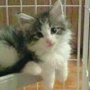 mewmewの画像
