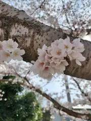 らいくの画像