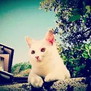 みんみんみんこ