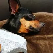 シュウの画像