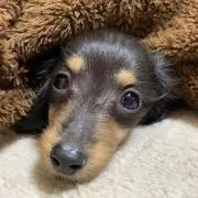 ppp