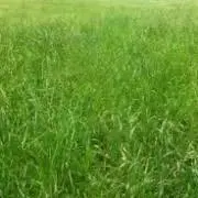 大草原の画像