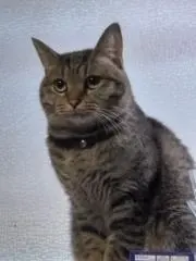 ミーコの画像