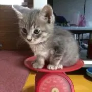 すきえ