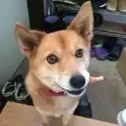 なめこの画像