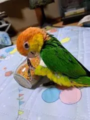 berusaの画像