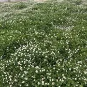 tkの画像