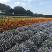 あまざけの画像