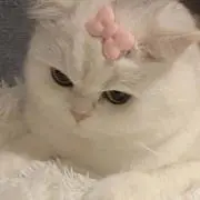 ぽむの画像