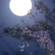 十六夜の画像