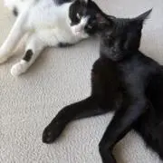rizuの画像