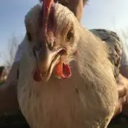 ちきんの画像