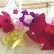 emaの画像