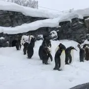 しろちんゆの画像