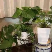 蘭