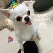 ぺちやんの画像