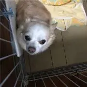 ふくっち