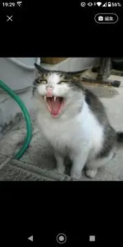 あんずの画像