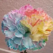 Rainbowの画像