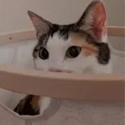 ひの画像
