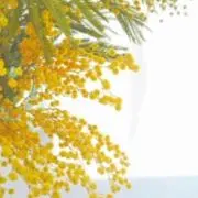 luce☆の画像