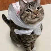kitto and cat