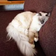 かずママの画像