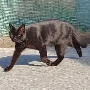 なかじーの画像