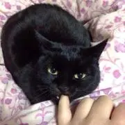 めいこの画像