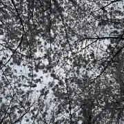 さなの画像