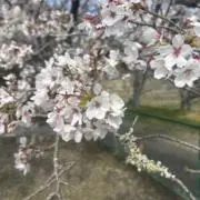 たかの画像