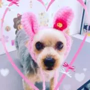 みるさくの画像