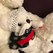 くまこの画像