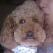 cooの画像
