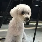 Cまつ